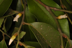 Diospyros oocarpa